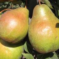 Саджанець Груша Ракета (карликова підщепа)